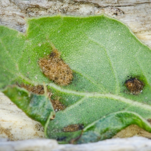Pest of the Month Biting Oak Mite Arborist Now